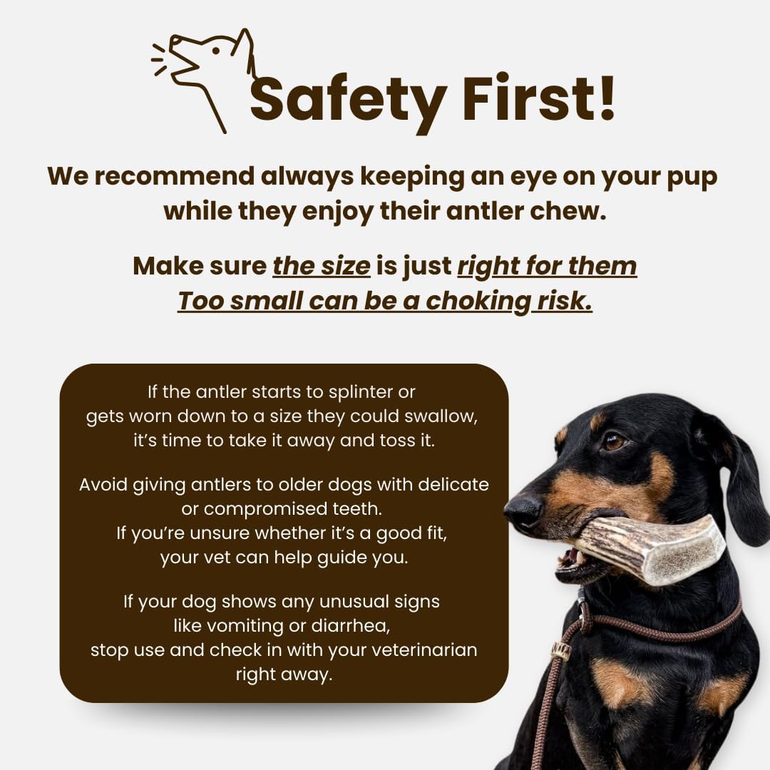 Super Extra Large Antler Dog Chew (350–450g, From 17cm) | Naturally Shed & Sanded | Long-Lasting, Odourless Chew for Moderate Chewers