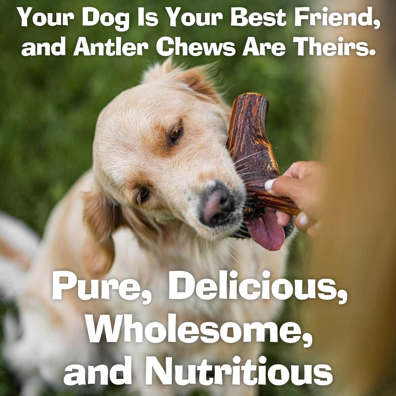 Super Extra Large Antler Dog Chew (350–450g, From 17cm) | Naturally Shed & Sanded | Long-Lasting, Odourless Chew for Moderate Chewers