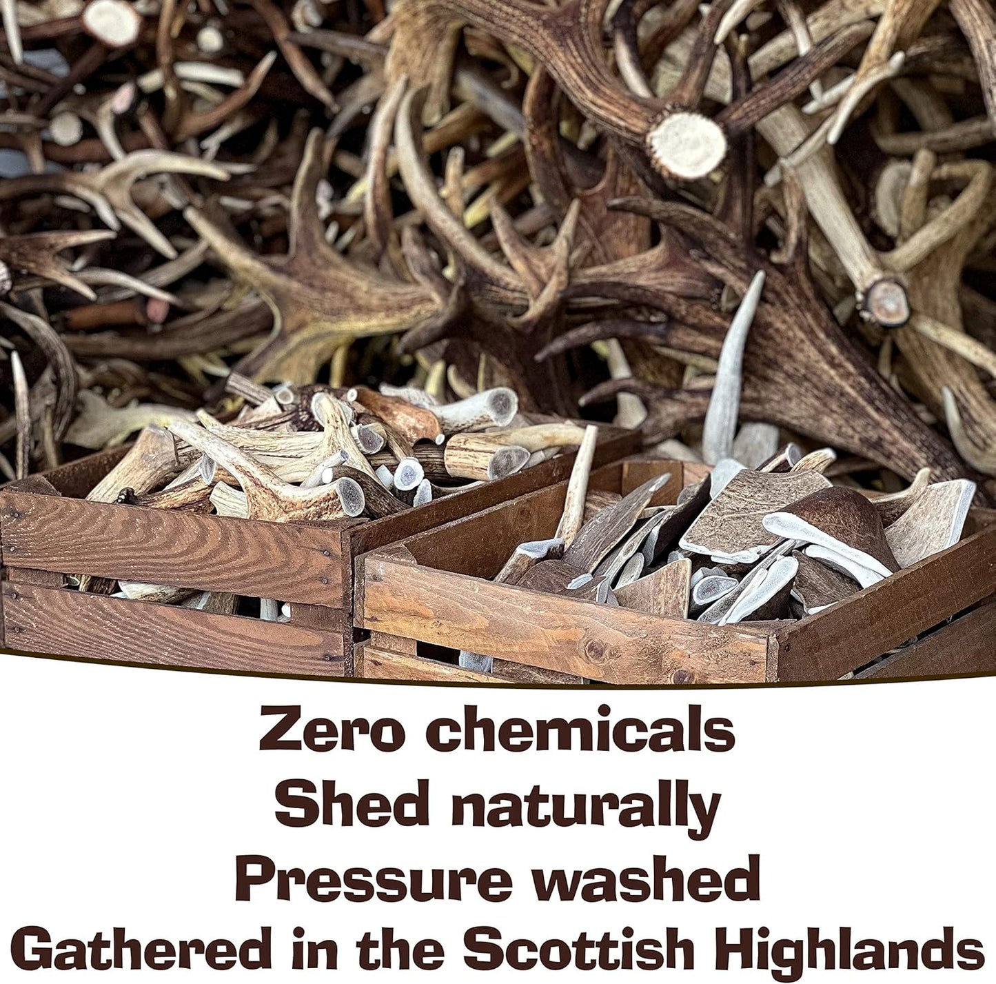 Super Extra Large Antler Dog Chew (350–450g, From 17cm) | Naturally Shed & Sanded | Long-Lasting, Odourless Chew for Moderate Chewers