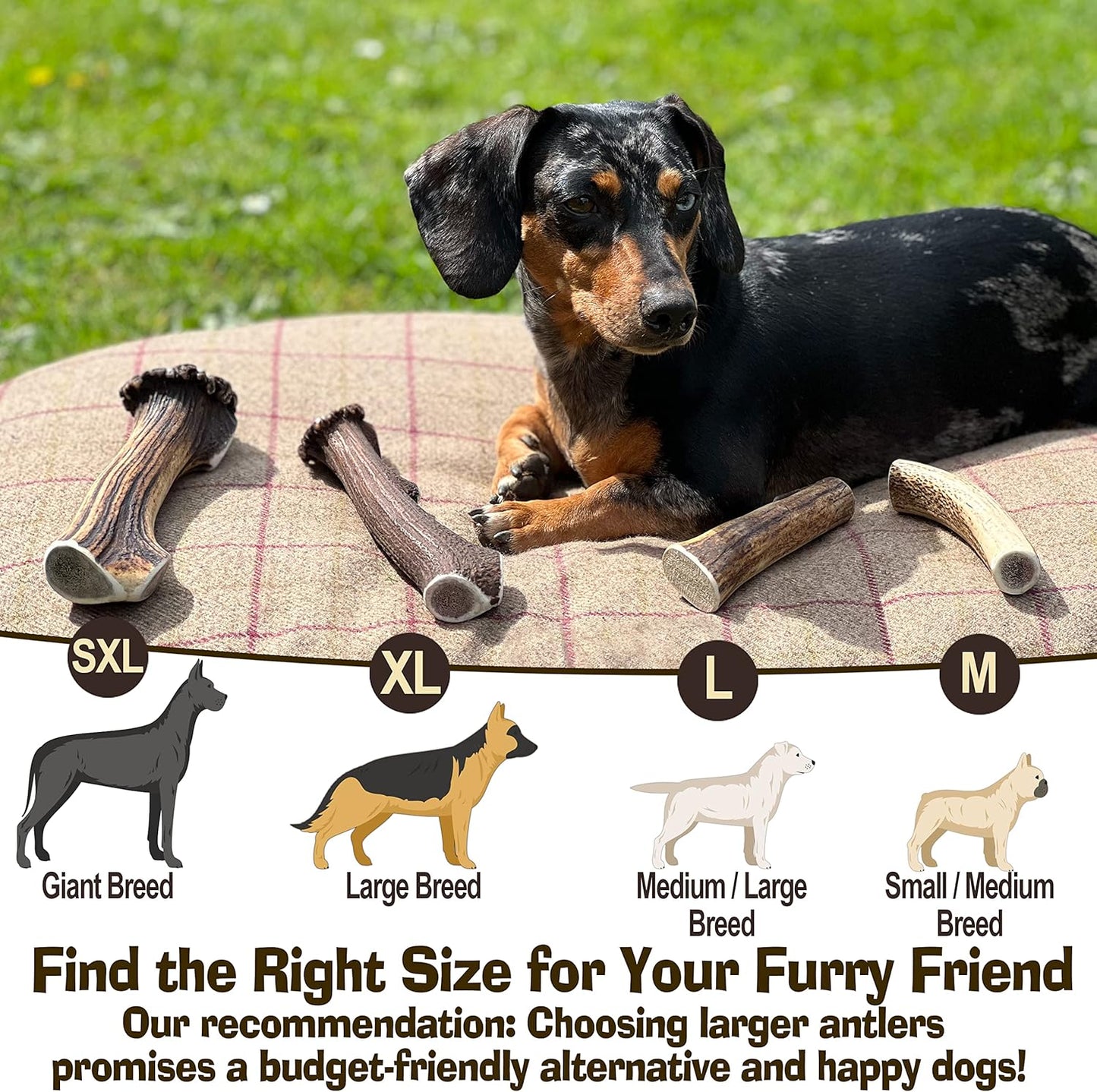 Super Extra Large Antler Dog Chew (350–450g, From 17cm) | Naturally Shed & Sanded | Long-Lasting, Odourless Chew for Moderate Chewers