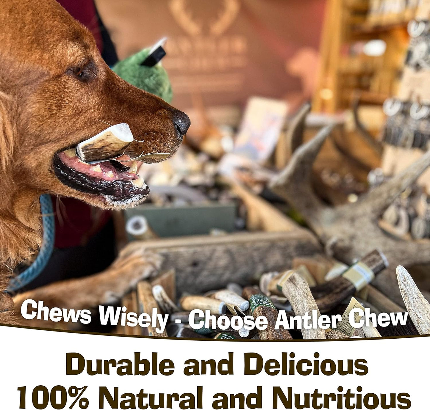 Super Extra Large Antler Dog Chew (350–450g, From 17cm) | Naturally Shed & Sanded | Long-Lasting, Odourless Chew for Moderate Chewers